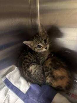 Domestic Short Hair Cats Available for Adoption in Farmers Branch, Texas - Kira | PetCurious