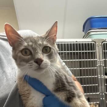 Jules -  Domestic Short Hair Cat for Adoption in Concord, North Carolina - Jules | PetCurious