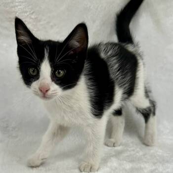 Rescue Domestic Short Hair Cats for Adoption in Johnson City, Tennessee - Nimbus | PetCurious