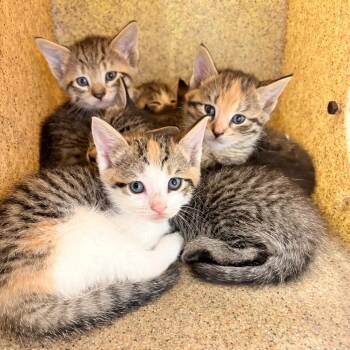 Kumquat (orange collar) -  Domestic Short Hair Cat for Adoption in Philadelphia, Pennsylvania - Kumquat (orange Collar) | PetCurious