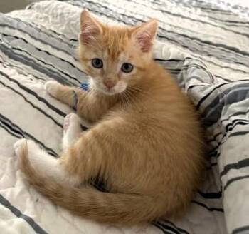 Domestic Short Hair Cats Available for Adoption in Kansas City, Missouri - Clementine | PetCurious