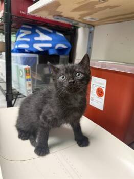 HIP -  Domestic Short Hair Cat for Adoption in Killeen, Texas - HIP | PetCurious