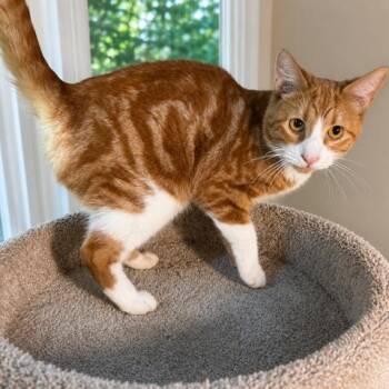 SOLARIS - A RAY OF SUNSHINE -  Bengal and Turkish Van Cat for Adoption in Oakwood, Georgia - SOLARIS - A RAY OF SUNSHINE | PetCurious