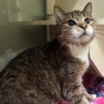 Ren -  Domestic Short Hair Cat for Adoption in Prince Frederick, Maryland - Ren | PetCurious