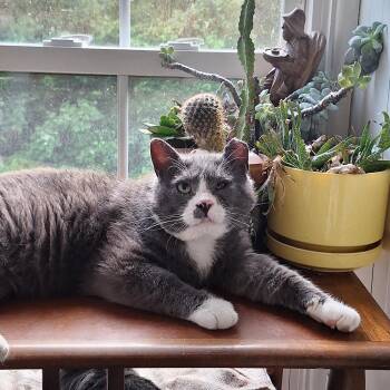 Big Ben -  Domestic Short Hair Cat for Adoption in Butler, Pennsylvania - Big Ben | PetCurious