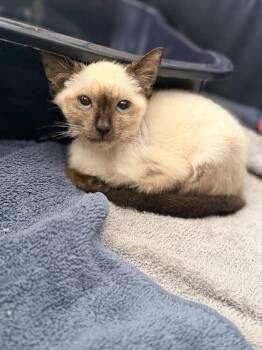 Enoki (Available for pre-adoption) -  Siamese Cat for Adoption in Camden, South Carolina - Enoki (Available For Pre-adoption) | PetCurious