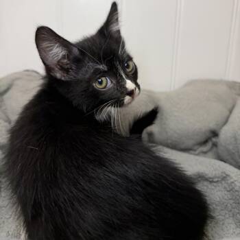 Domestic Short Hair Cats Available for Adoption in Los Angeles, California - Queen Charlie | PetCurious