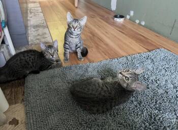 Prince Max -  American Shorthair Cat for Adoption in New Bedford, Massachusetts - Prince Max | PetCurious