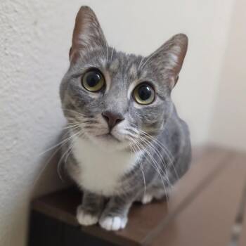 Bell - Chino Hills Location -  Domestic Short Hair Cat for Adoption in Chino Hills, California - Bell - Chino Hills Location | PetCurious