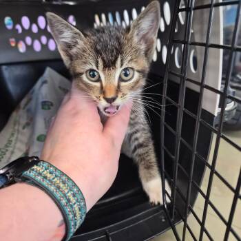 Dipsy -  Domestic Short Hair Cat for Adoption in Montgomery, Alabama - Dipsy | PetCurious