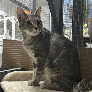 Rescue Domestic Short Hair Cats for Adoption in Nokesville, Virginia - Zola | PetCurious