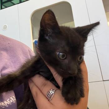 Swiss -  Domestic Short Hair Cat for Adoption in Lake Jackson, Texas - Swiss | PetCurious