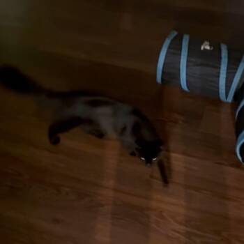 Midnight -  Domestic Medium Hair Cat for Adoption in Odenton, Maryland - Midnight | PetCurious