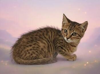 Alora 26/530 -  Domestic Short Hair Cat for Adoption in Talladega, Alabama - Alora 26/530 | PetCurious