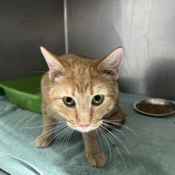Loco -  Domestic Short Hair Cat for Adoption in Normal, Illinois - Loco | PetCurious