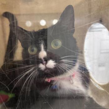 Domestic Short Hair Cats Available for Adoption in Philadelphia, Pennsylvania - Krystalz | PetCurious