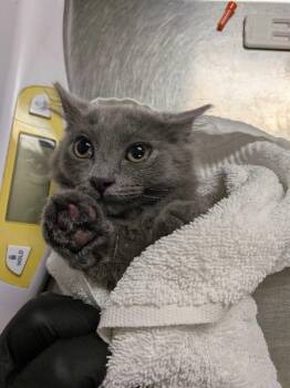 Sophie -  Domestic Long Hair Cat for Adoption in Cincinnati, Ohio - Sophie | PetCurious