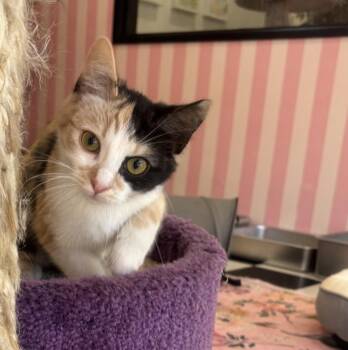 Calico Cats Available for Adoption - Honey | PetCurious