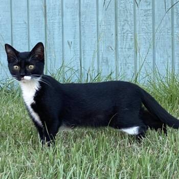 Aoife -  Domestic Short Hair Cat for Adoption in North Myrtle Beach, South Carolina - Aoife | PetCurious