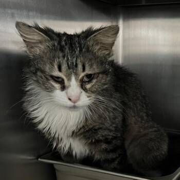 Iris -  Domestic Medium Hair Cat for Adoption in Canton, Illinois - Iris | PetCurious