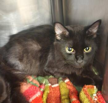 KARLACH -  Domestic Medium Hair Cat for Adoption in Hagerstown, Maryland - KARLACH | PetCurious