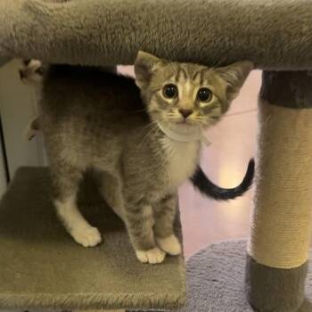 Applejack -  Domestic Short Hair Cat for Adoption in Walnut Creek, California - Applejack | PetCurious