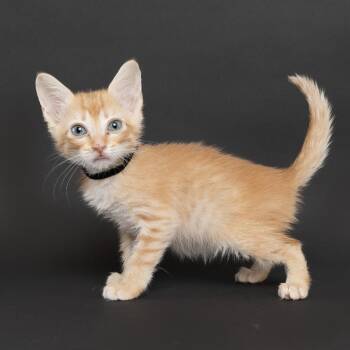 Aphrodite -  Domestic Short Hair Cat for Adoption in Franklin, Tennessee - Aphrodite | PetCurious