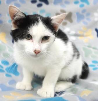 Turnip -  Domestic Short Hair Cat for Adoption in Thief River Falls, Minnesota - Turnip | PetCurious