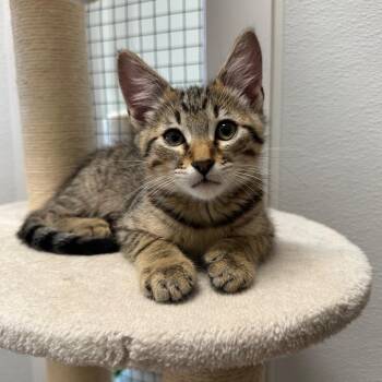 Jack -  Domestic Short Hair Cat for Adoption in Port Angeles, Washington - Jack | PetCurious