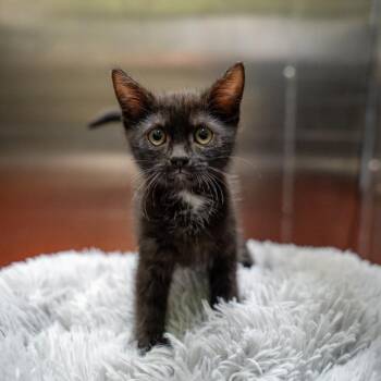 Kosher -  Domestic Short Hair Cat for Adoption in Gainesville, Georgia - Kosher | PetCurious