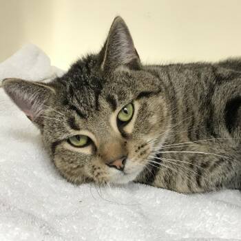 Puma -  Domestic Short Hair Cat for Adoption in Harrisonburg, Virginia - Puma | PetCurious