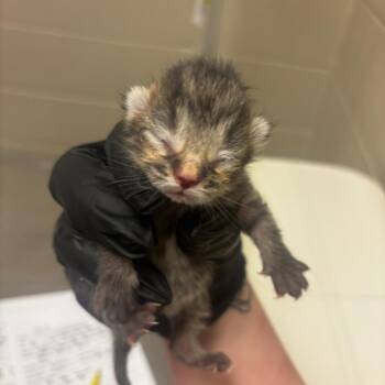 Boca -  Domestic Short Hair Cat for Adoption in South Elgin, Illinois - Boca | PetCurious