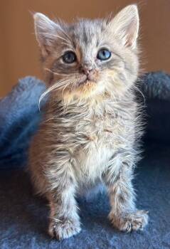 Rescue Domestic Medium Hair Cats for Adoption in San Saba, Texas - Mercy | PetCurious