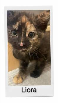 Liora -  Domestic Short Hair Cat for Adoption in Caistor Centre, Ontario - Liora | PetCurious