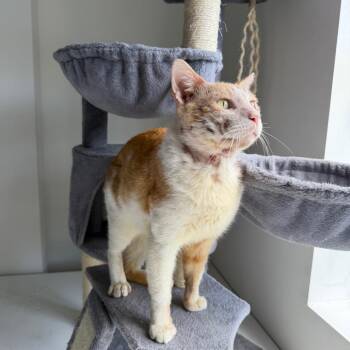 Domestic Short Hair Cats Available for Adoption - Scar | PetCurious