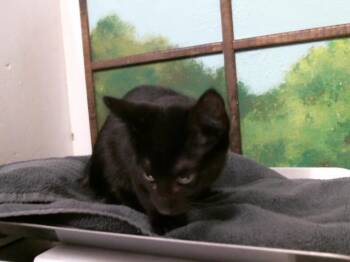 CALCIFER -  Domestic Short Hair Cat for Adoption in Houston, Texas - CALCIFER | PetCurious