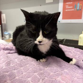 Ruru -  Domestic Short Hair Cat for Adoption in Spokane, Washington - Ruru | PetCurious