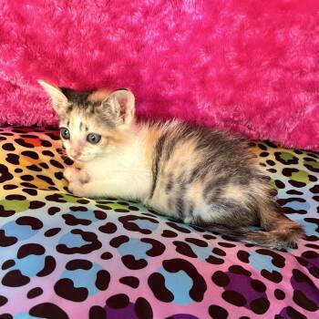 Ontario 19 -  Domestic Short Hair Cat for Adoption in Austin, Texas - Ontario 19 | PetCurious