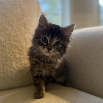 Rescue Domestic Medium Hair Cats for Adoption in Spokane, Washington - Avril | PetCurious