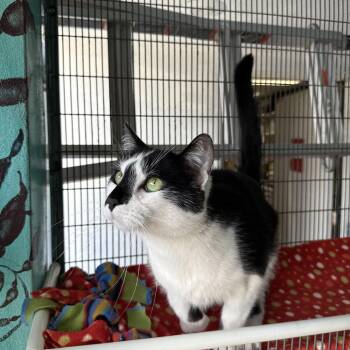 Cupid -  Tuxedo Cat for Adoption in Newport Beach, California - Cupid | PetCurious