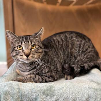 Ernest -  Domestic Short Hair Cat for Adoption in Fargo, North Dakota - Ernest | PetCurious