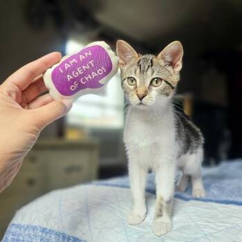 Chicken Noodle Soup -  Domestic Short Hair Cat for Adoption in Gibsonia, Pennsylvania - Chicken Noodle Soup | PetCurious