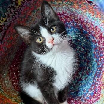 Meyer -  Domestic Short Hair Cat Available for Adoption in Pleasanton, California - Meyer | PetCurious