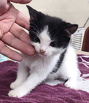 Rescue Domestic Short Hair Cats for Adoption in Albemarle, North Carolina - Dagwood | PetCurious