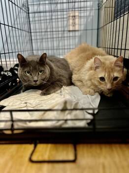 Way Way -  Domestic Medium Hair Cat for Adoption in Emerald Isle, North Carolina - Way Way | PetCurious