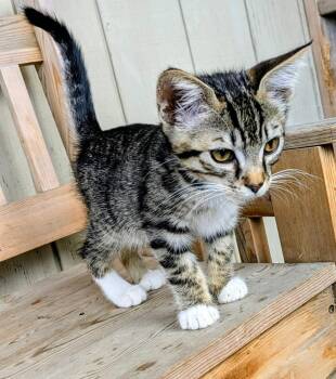 Orzo -  Domestic Medium Hair Cat for Adoption in Eureka, California - Orzo | PetCurious