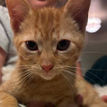 Pete -  Domestic Short Hair Cat for Adoption in Granby, Missouri - Pete | PetCurious