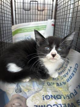 KHLOE -  Domestic Short Hair Cat for Adoption in San Antonio, Texas - KHLOE | PetCurious