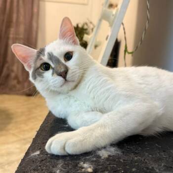 Burmilla and Himalayan Cats Available for Adoption - Simba T. | PetCurious