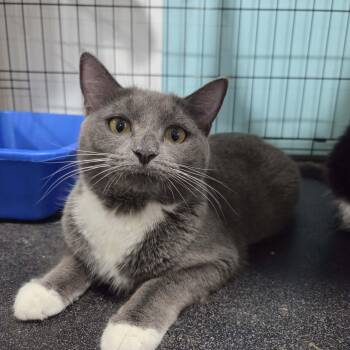 Domestic Short Hair Cats Available for Adoption - Joella | PetCurious